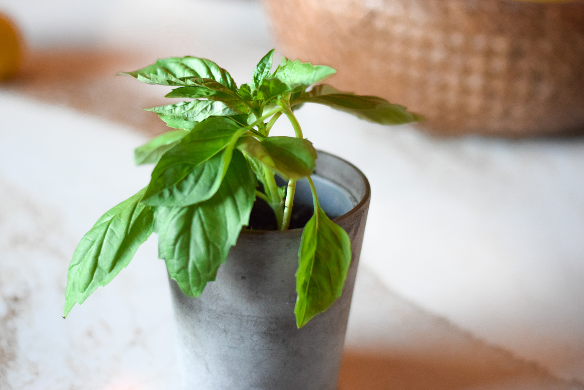basil-plant-started-from-clippings