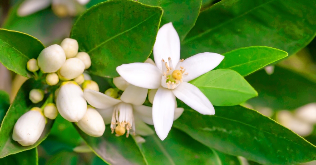 spring-at-the-flower-bungalow-orange-blossom-citrus