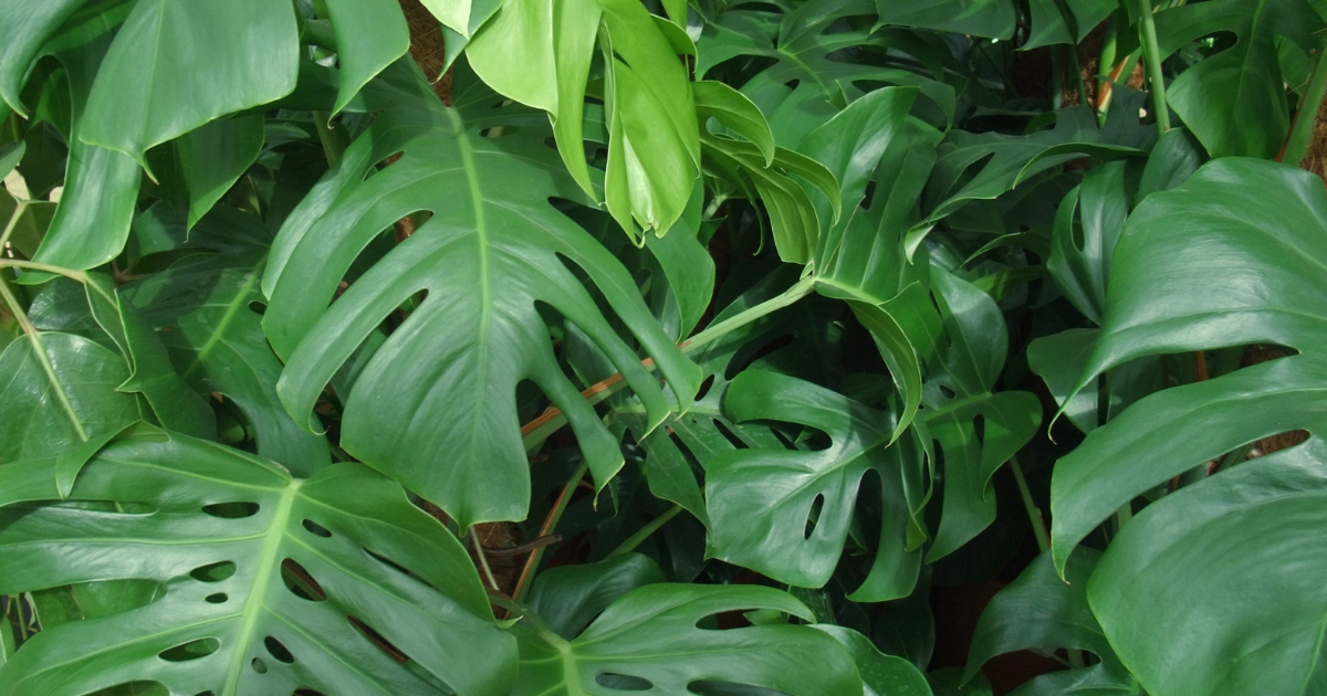 advice-a-year-ago-monstera-background