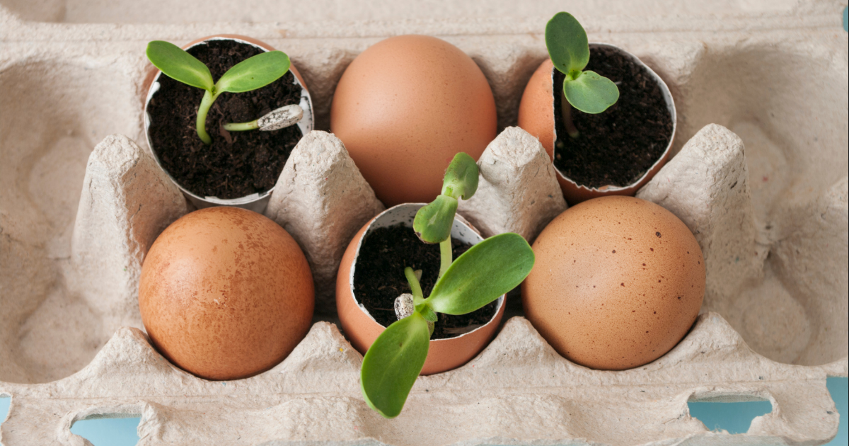 seedlings-in-eggshells-start-seeds-indoors