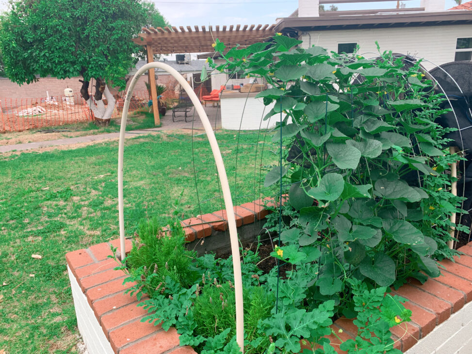 vertical-gardening-summer-garden-vining-fruit