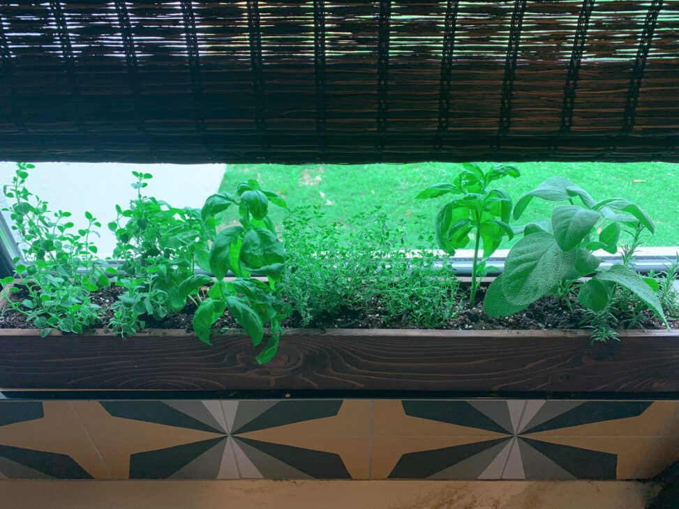 growing-herbs-indoors-windowsill-gardening