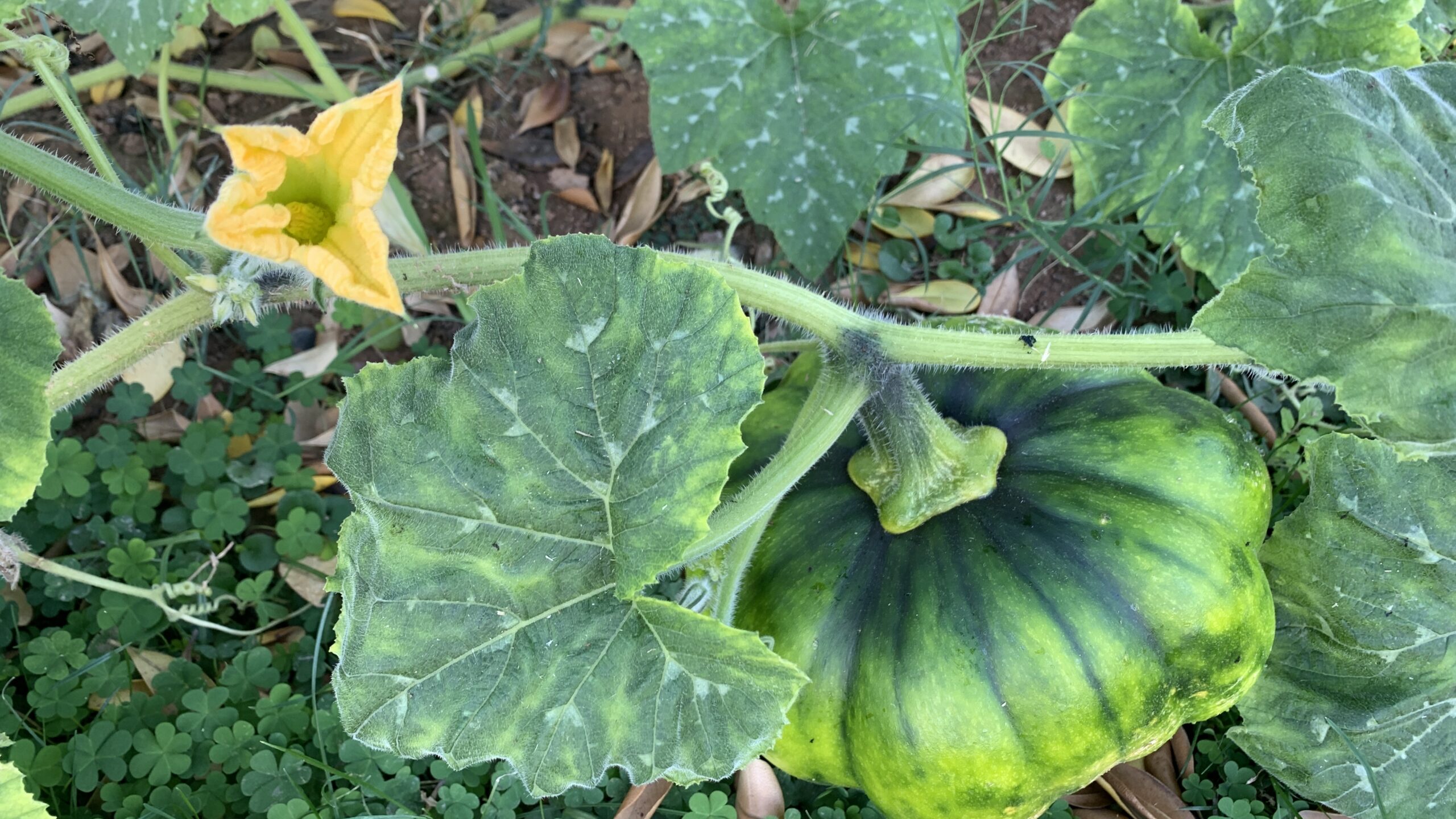 first-year-gardening-pumpkin